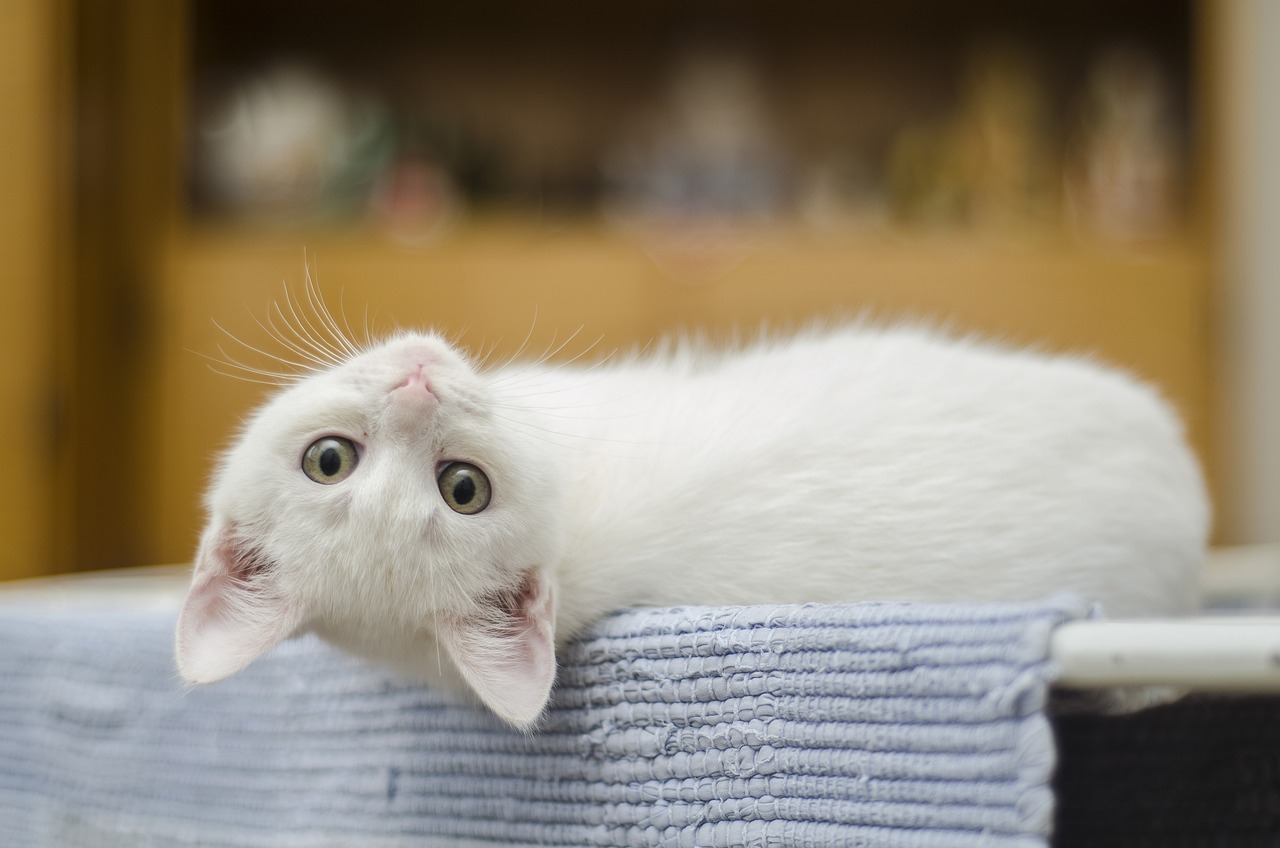 kitten kitten