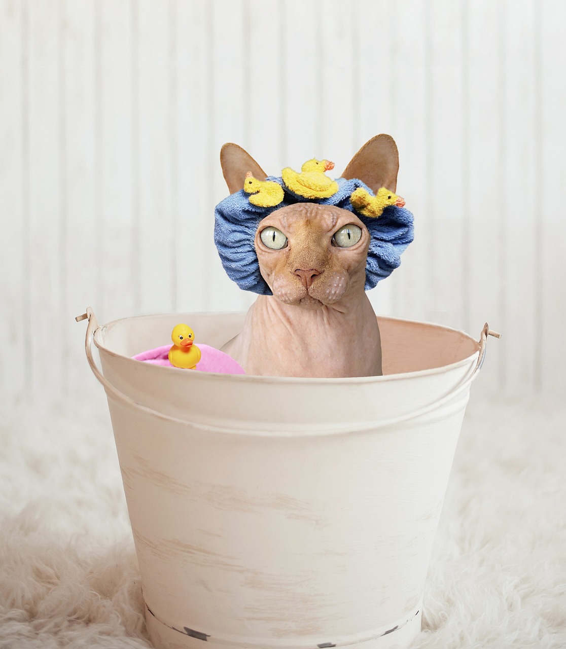 sphynx sphynx